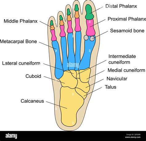 description for feet pictures|Foot Anatomy, Pictures & Model 